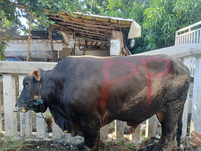 CATTLE AID FROM FLOOD CONTROL PROJECT TENGANG SRINGING SYSTEM PHASE 1