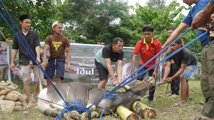SACRIFICIAL ANIMAL SLAUGHTER FOR MANIKIN DAM PROJECT KUPANG NTT